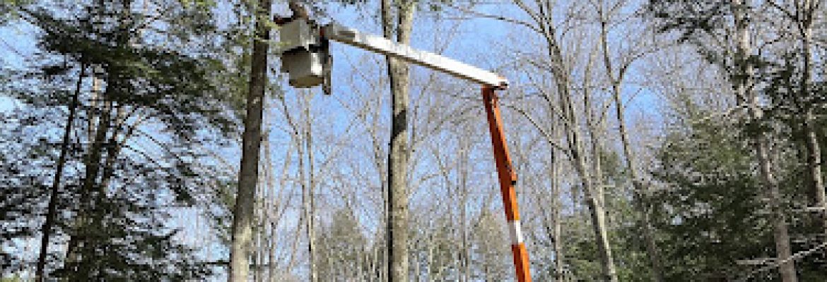 Sun Bear Tree Care