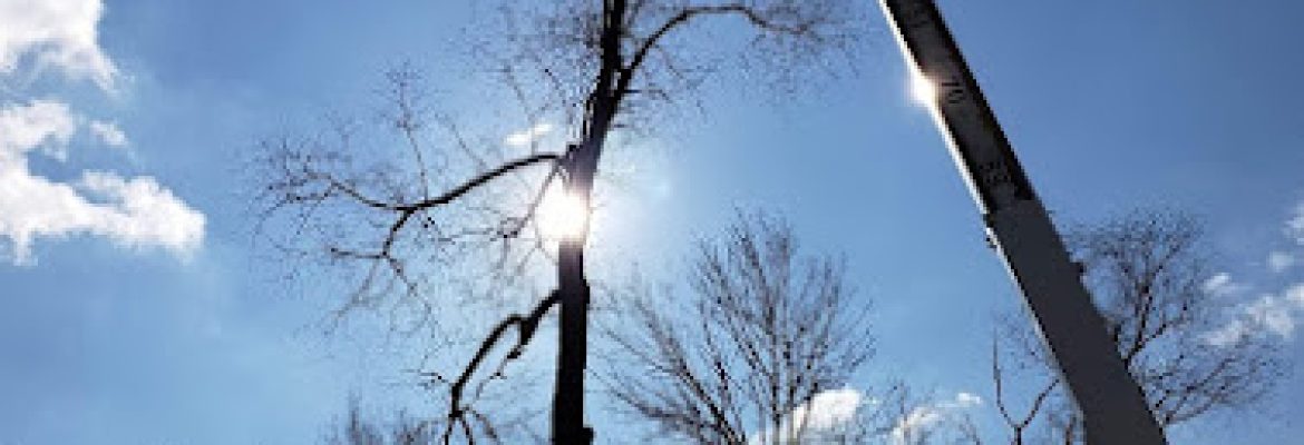 Graver Tree Care