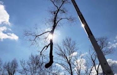 Graver Tree Care