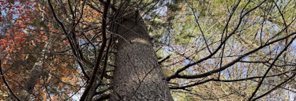 Shamrock Tree Services LLC