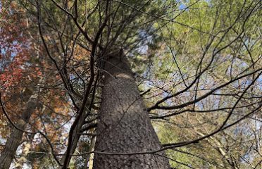 Shamrock Tree Services LLC