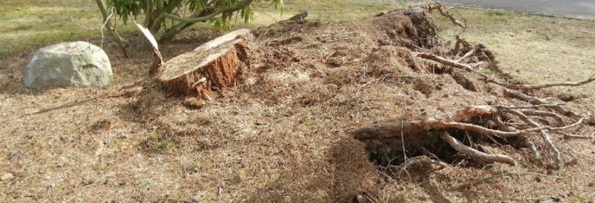 Jack’s stump, grinding and tree services