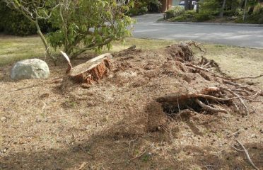 Jack’s stump, grinding and tree services