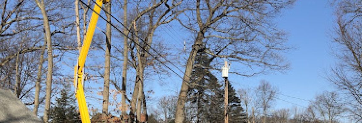 Total Tree Services & Landscaping