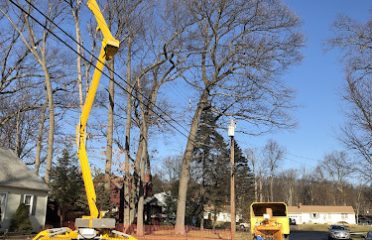 Total Tree Services & Landscaping