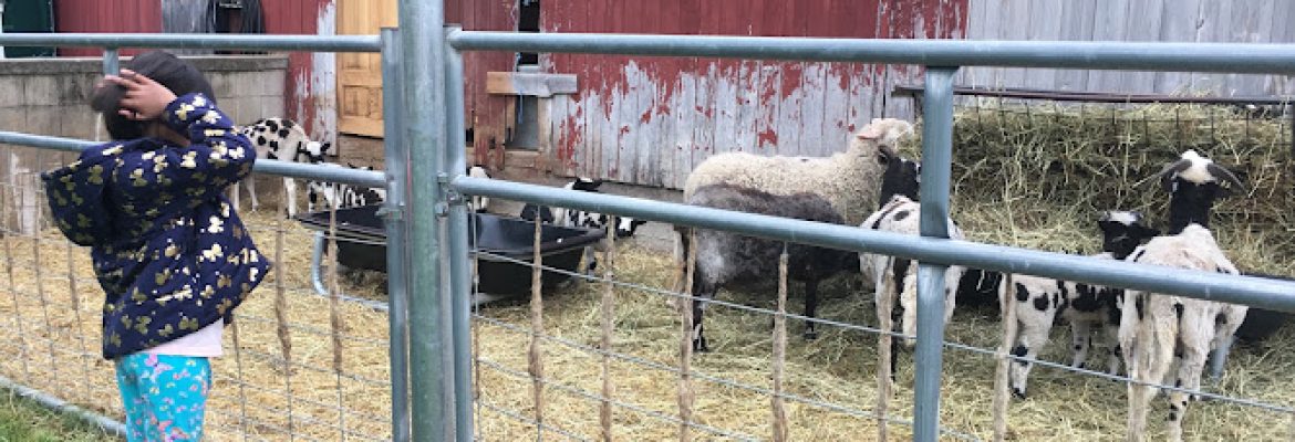 Maple View Farm
