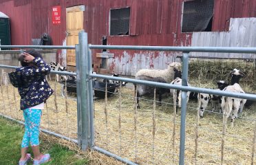 Maple View Farm