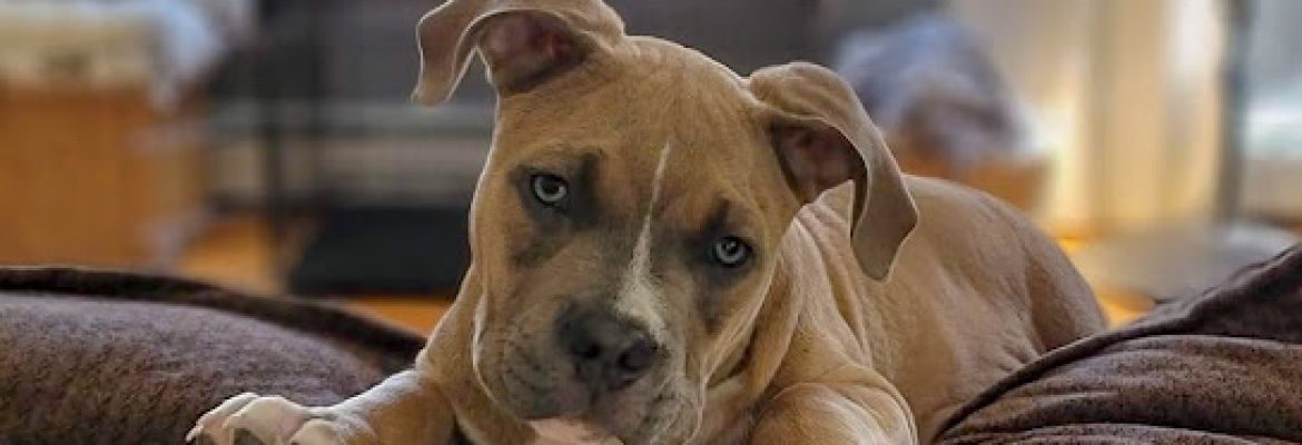 BoBo’s Best Kennels LLC