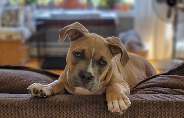 BoBo’s Best Kennels LLC