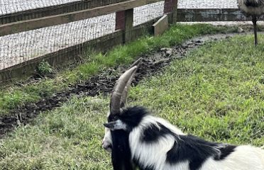 Farm animals