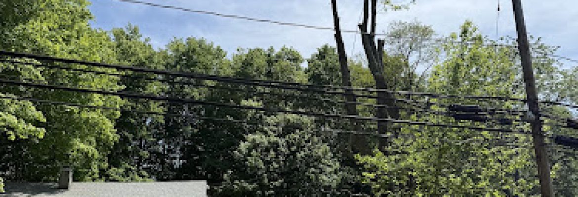 AAA Home Tree Removal Experts LLC