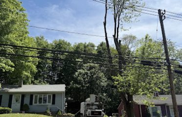 AAA Home Tree Removal Experts LLC
