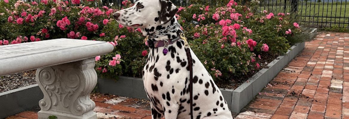 Alpha-N-Omega-Dalmatians