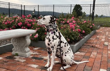Alpha-N-Omega-Dalmatians