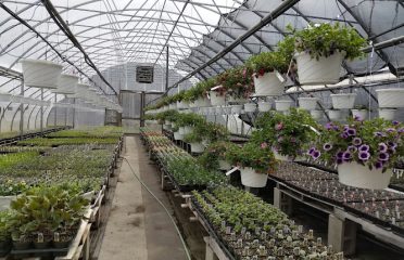 Golden Acres Farms