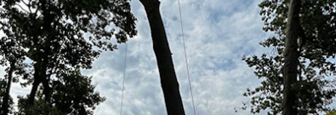 Walker Brothers Tree Removal LLC