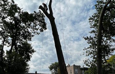 Walker Brothers Tree Removal LLC