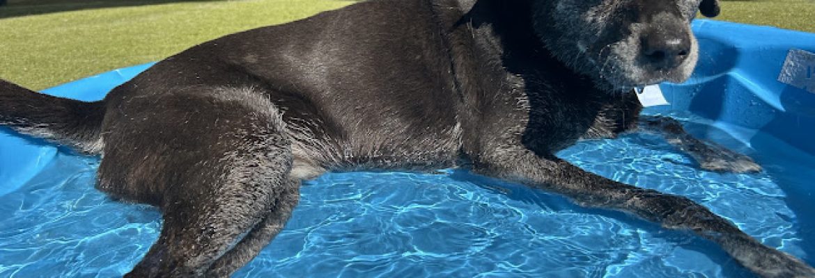 Paws Pet Resort & Spa