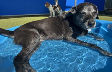 Paws Pet Resort & Spa
