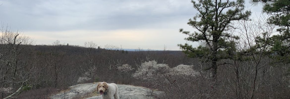 Bear Hill