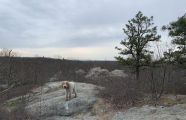Bear Hill