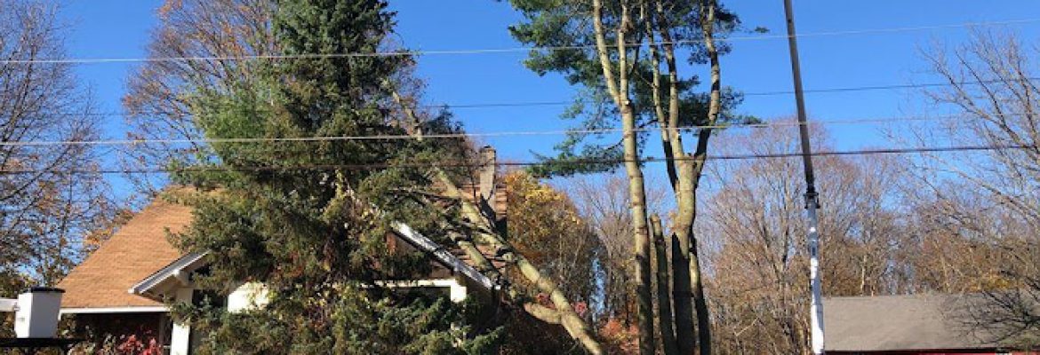 Arbortech Tree Inc.