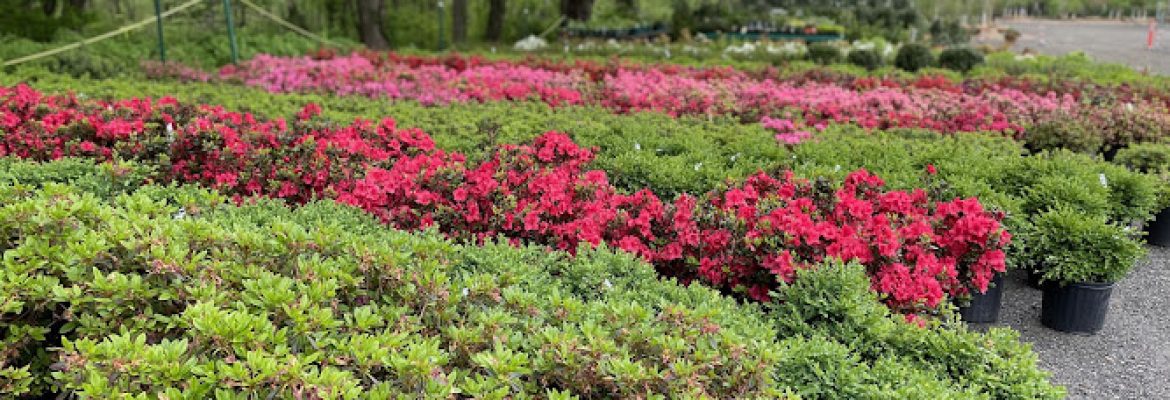 Bethany Farm and Nursery