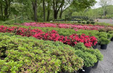Bethany Farm and Nursery