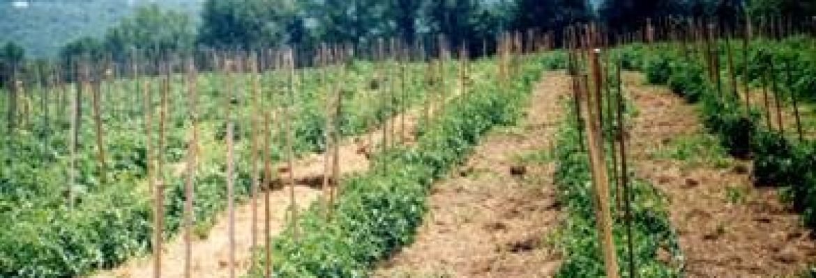 Waldingfield Farm-Organic