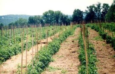 Waldingfield Farm-Organic