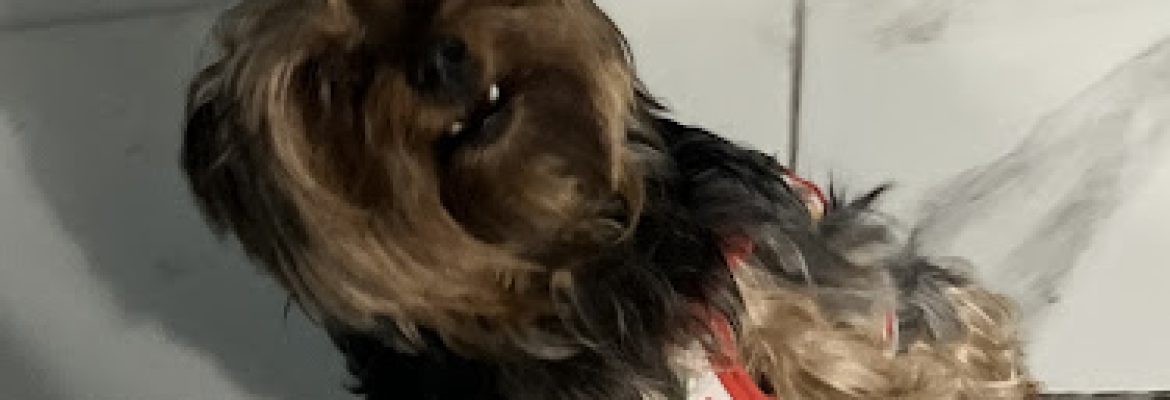 Bridgeport Animal Control