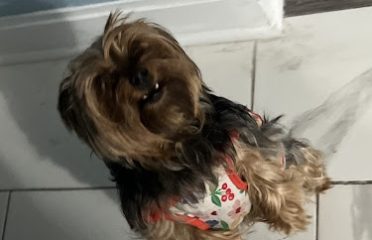 Bridgeport Animal Control