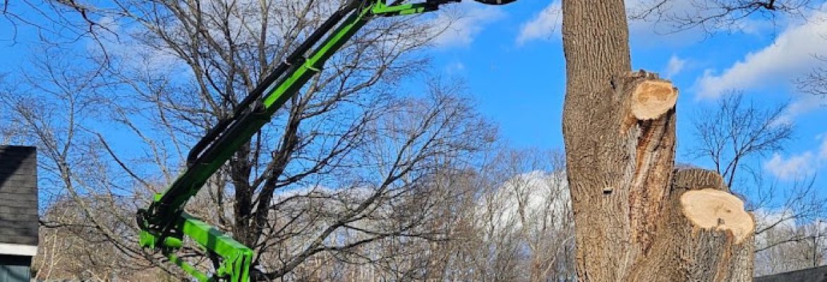 Dave’s Tree Service LLC
