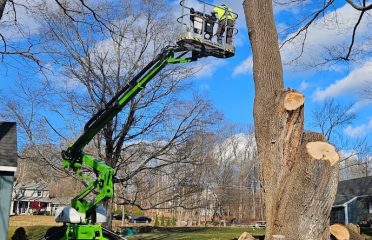 Dave’s Tree Service LLC