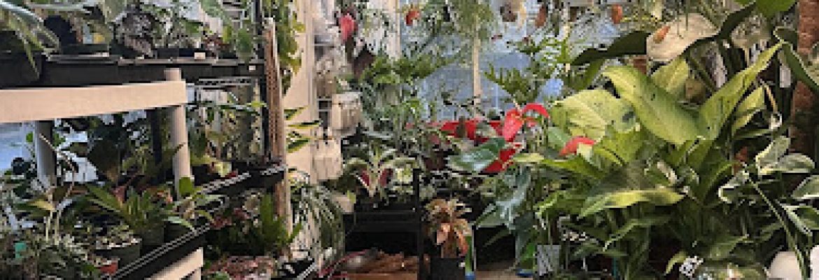 Exotic plant stop