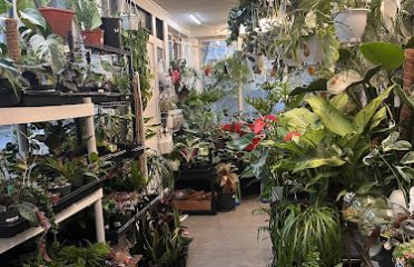 Exotic plant stop