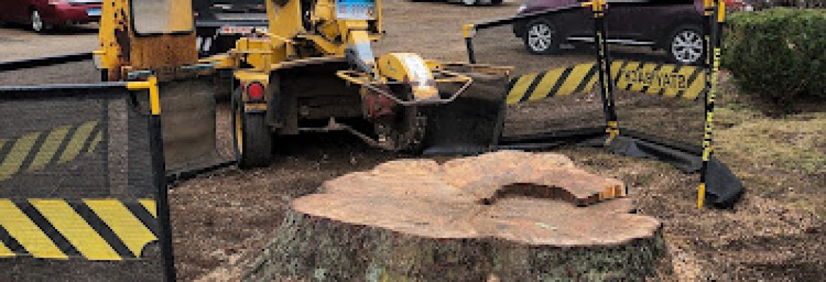 Avery Stump Grinding