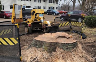 Avery Stump Grinding