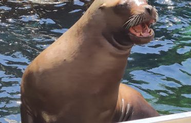 Mystic Aquarium