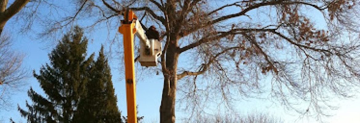 All Terrian Tree Removal