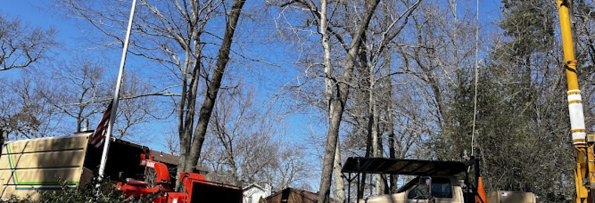 Evergreen Tree Service