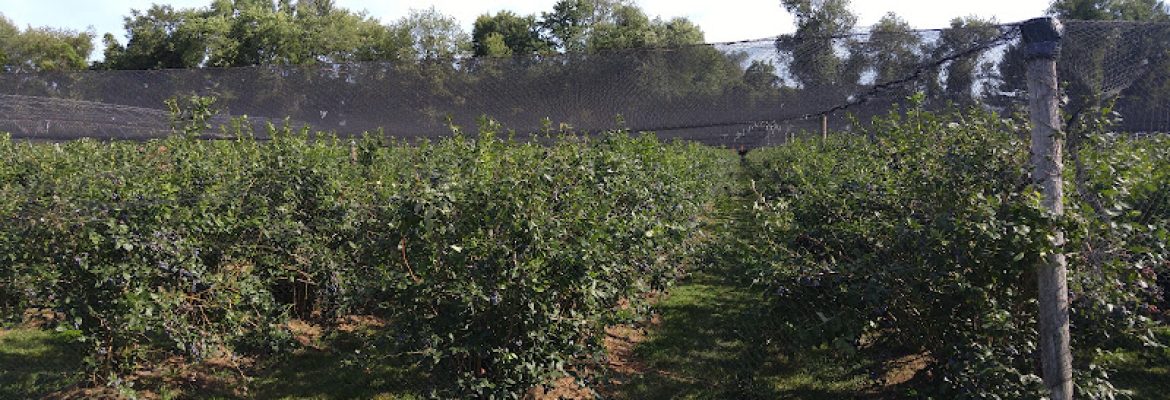 Gilson Farms