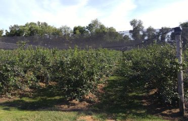 Gilson Farms