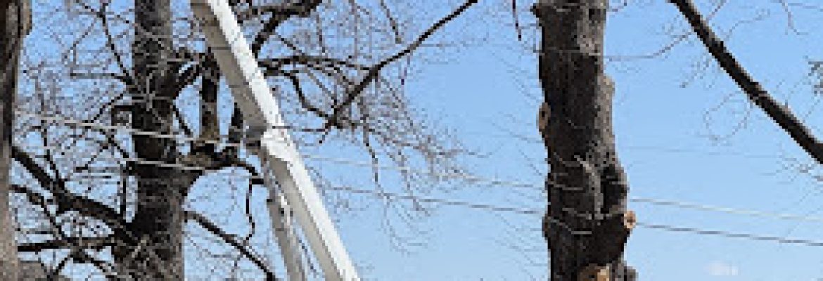 Martinik Tree service