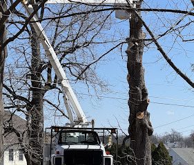 Martinik Tree service