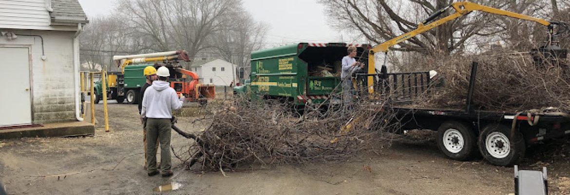 R&T Tree Removal LLC