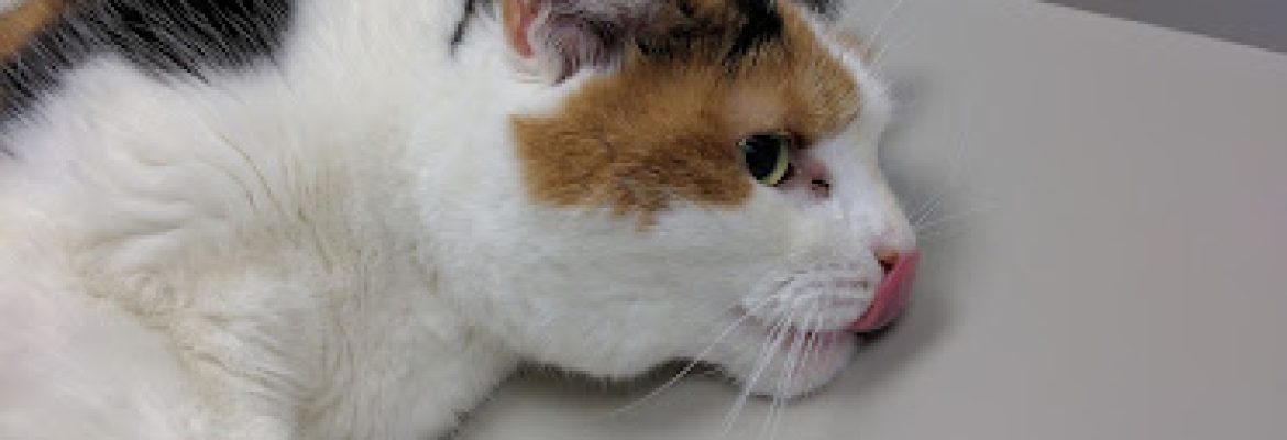 Just Cats