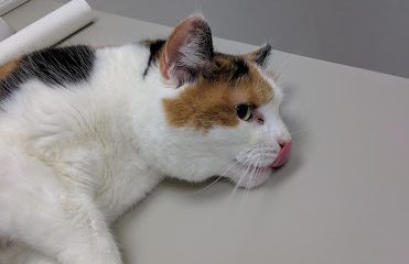 Just Cats