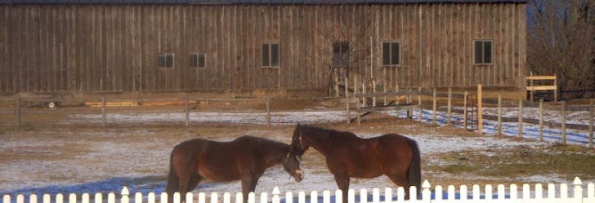 Someday Farm