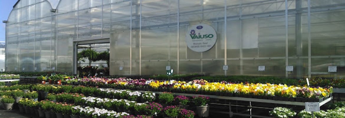 Vaiuso Farms Inc.